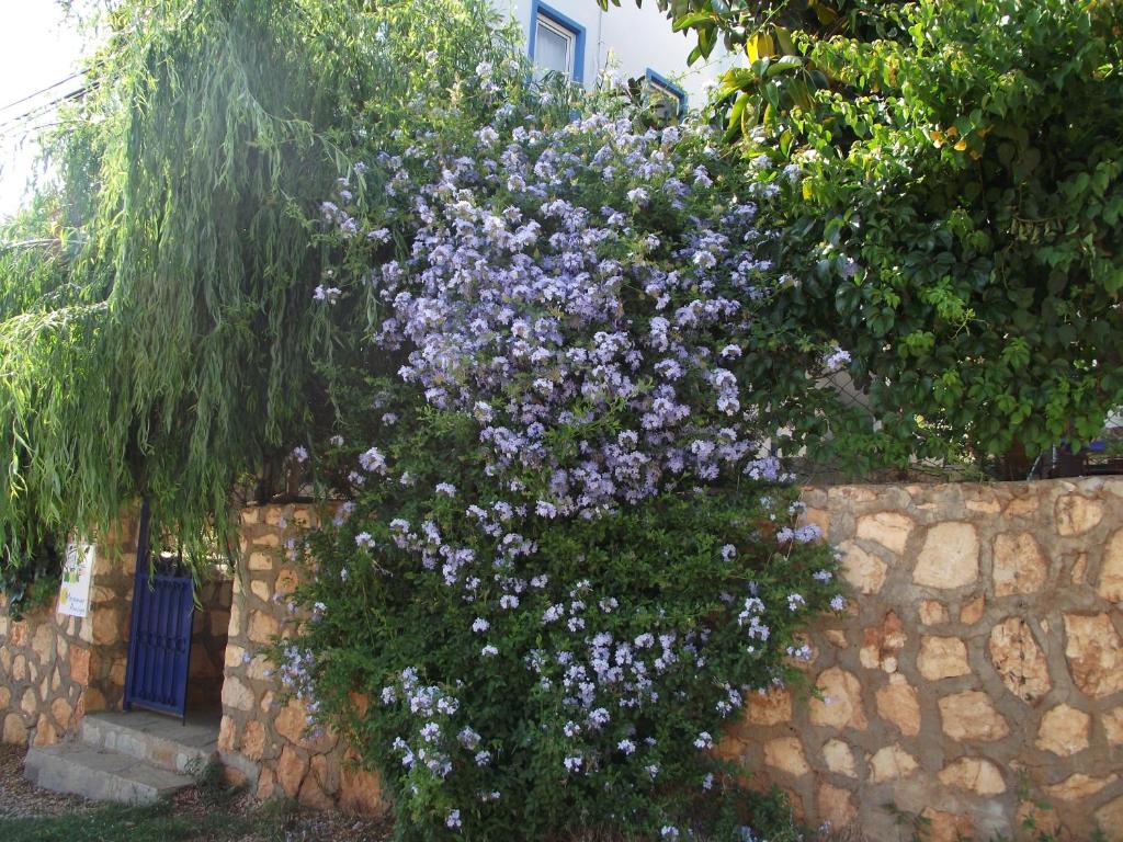 Miramar Pansiyon Kaş Esterno foto